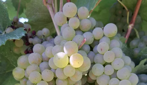 Vinogradi Kolar, Suza, Baranja GROŽĐE2023.