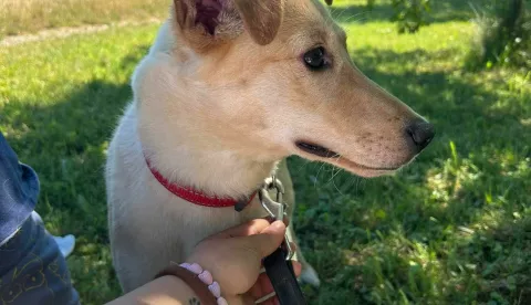 Udruga "Rocco" Vinkovci od 2011. godine skrbi o napu&scaron;tenim životinjama