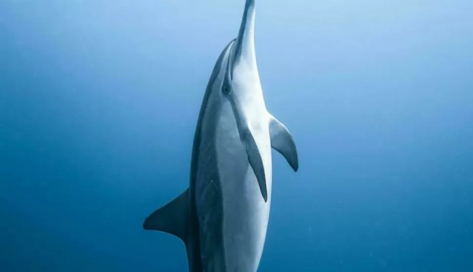 Delfin, ilustracija