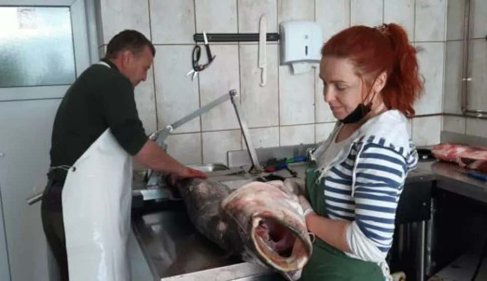 KNEŽEVI VINOGRADI - RIBARNICA, 2023. ILI 2024.