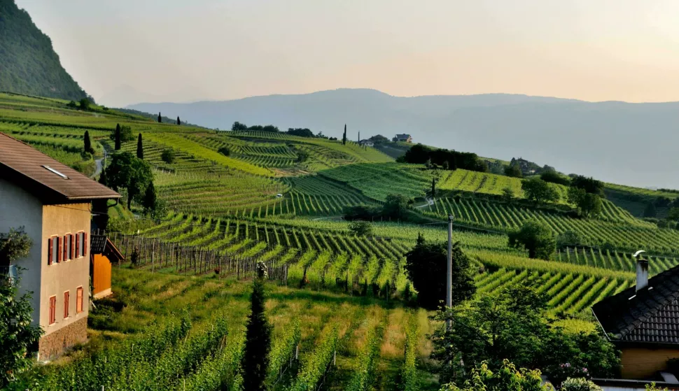 &scaron;AMPANJAC ILUSTRACIJA