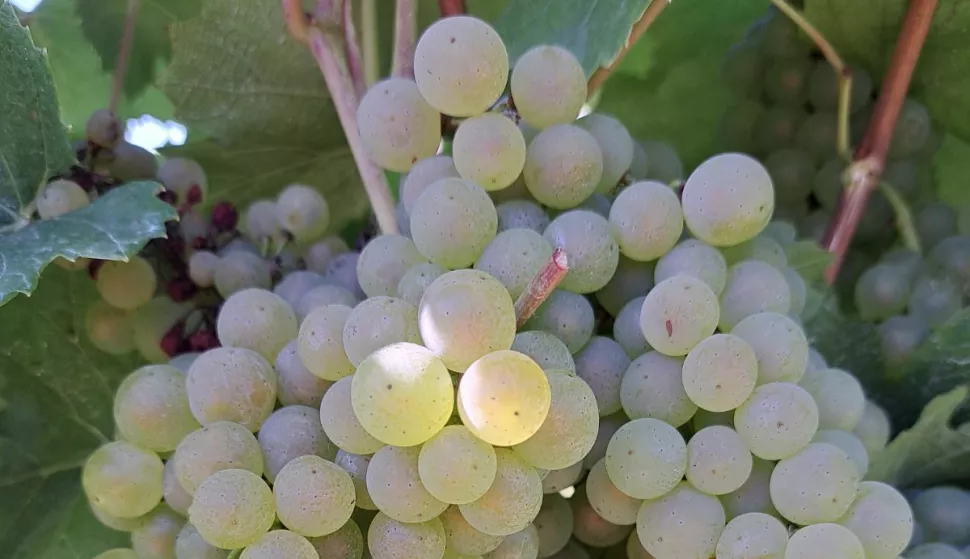 Vinogradi Kolar, Suza, Baranja GROŽĐE2023.