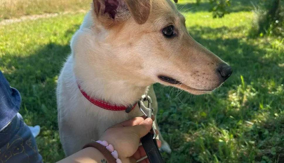 Udruga "Rocco" Vinkovci od 2011. godine skrbi o napu&scaron;tenim životinjama