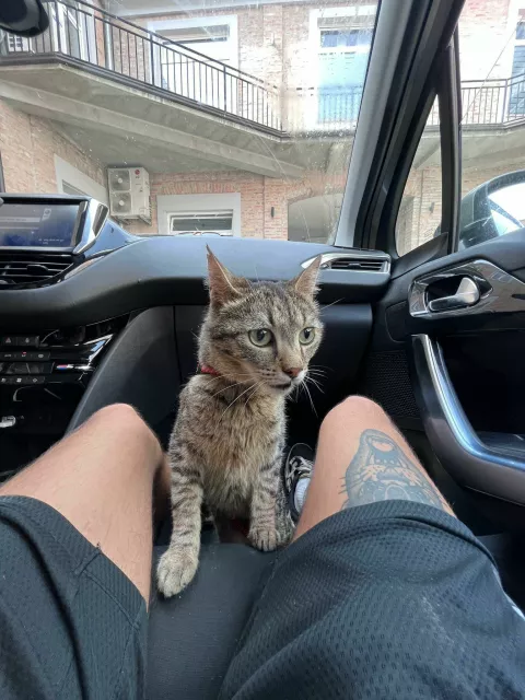 Udruga "Rocco" Vinkovci od 2011. godine skrbi o napu&scaron;tenim životinjama