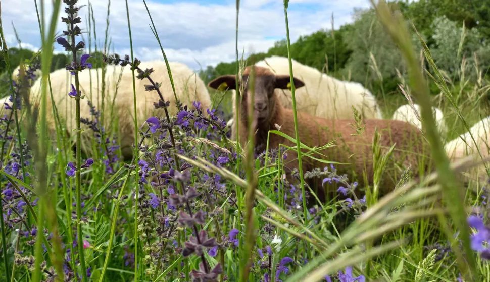Ovce pasu na duvanskom otoku u Beču, fotku poslao Ured grada Beča u Zagrebu