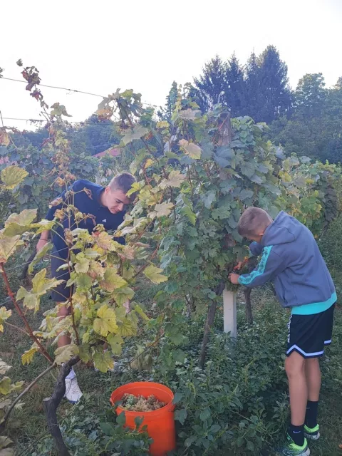 Berba graožđa u vinogradu srednje &scaron;kole