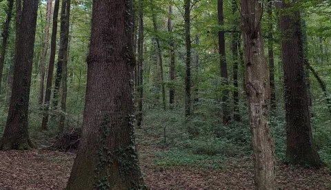 Ove će godine &scaron;ume u Cveferiji ostati praznesnimila Marija Le&scaron;ić omerović