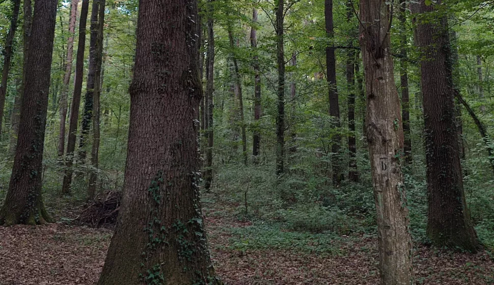 Ove će godine &scaron;ume u Cveferiji ostati praznesnimila Marija Le&scaron;ić omerović