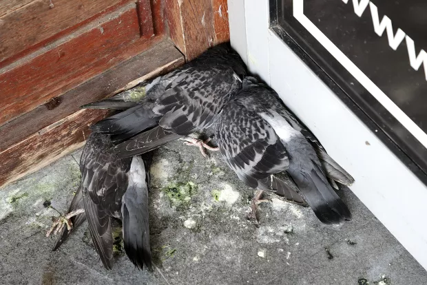 Samo desetak minuta nakon anonimnog poziva zbrinuli uginule golubove