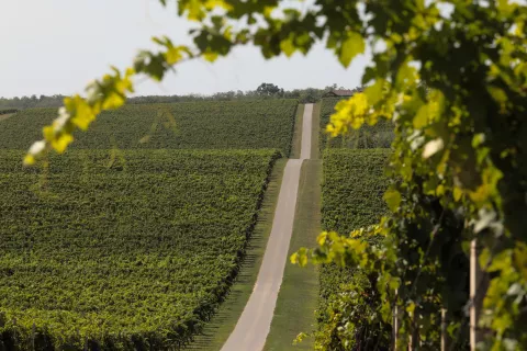 09.09.2021., Beli Manastir - Vinske ceste u Baranji. Photo: Dubravka Petric/PIXSELLr