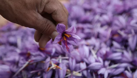 epa11731485 Saffron is being sorted after harvest in Herat, Afghanistan, 20 November 2024. The saffron harvest season in Herat, Afghanistan, has arrived, with this year's yield expected to increase by 30 percent compared to last year, saffron producers said. Approximately 9,000 hectares of land are dedicated to saffron cultivation in Afghanistan, with nearly 90 percent located in Herat. According to Hayatullah Mohajer Farahi, the Deputy Governor of Herat, 'Afghanistan saffron ranks first in global markets in terms of quality, demonstrating the unique agricultural strength of Afghanistan, particularly in Herat'. This year, forecasts predict a harvest of around 40 tons of saffron. The growth of saffron cultivation not only boosts the local economy but also reinforces Afghanistan's reputation as a leading producer of this valuable spice. EPA/STRINGER