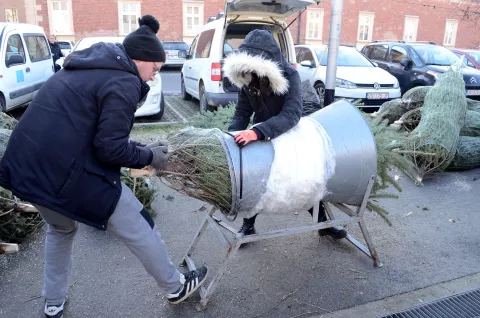 osijek, 19 prosinca 2023, 10,00 sati, tržnica, borovi, prodaja, božić, advent, bor, novinar ivan alilovićsnimio zdenko pušić