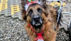 Razmislite, životinje nisu slatke pli&scaron;ane igračke