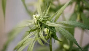 epa09816651 A view of marijuana buds inside a greenhouse with cultivated marijuana plants as part of the country's first 'Cannabis Knowledge Management' education program at Rangsit University in Bangkok, Thailand, 10 February 2022 (issued 11 March 2022). Since 2019, Rangsit University's Agricultural Innovation Faculty offers a marijuana studies program, which covers topics such as cultivation technology, the cannabis industry and medical marijuana. Thailand in 2018 became the first nation to legalize cannabis for medical use in Southeast Asia, a region with some of the world's harshest drugs laws. Thai authorities went a step further this year by removing cannabis and hemp from the country's list of narcotics, a historic move that ended decades of prohibition, allowing people to grow the plant for personal consumption that has been used in traditional medicine and cuisine. Recreational use will, however, remain banned as extracts of cannabis which contain more than 0.2 percent by weight of THC (Tetrahydrocannabinol), the main psychoactive compound found in marijuana, will still be illegal. EPA/RUNGROJ YONGRIT ATTENTION: This Image is part of a PHOTO SET