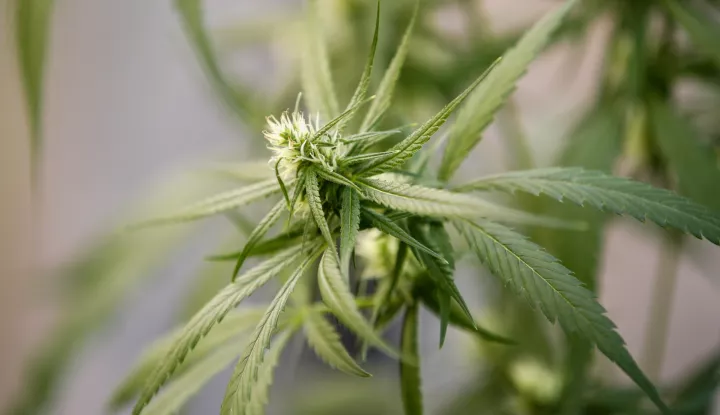 epa09816651 A view of marijuana buds inside a greenhouse with cultivated marijuana plants as part of the country's first 'Cannabis Knowledge Management' education program at Rangsit University in Bangkok, Thailand, 10 February 2022 (issued 11 March 2022). Since 2019, Rangsit University's Agricultural Innovation Faculty offers a marijuana studies program, which covers topics such as cultivation technology, the cannabis industry and medical marijuana. Thailand in 2018 became the first nation to legalize cannabis for medical use in Southeast Asia, a region with some of the world's harshest drugs laws. Thai authorities went a step further this year by removing cannabis and hemp from the country's list of narcotics, a historic move that ended decades of prohibition, allowing people to grow the plant for personal consumption that has been used in traditional medicine and cuisine. Recreational use will, however, remain banned as extracts of cannabis which contain more than 0.2 percent by weight of THC (Tetrahydrocannabinol), the main psychoactive compound found in marijuana, will still be illegal. EPA/RUNGROJ YONGRIT ATTENTION: This Image is part of a PHOTO SET
