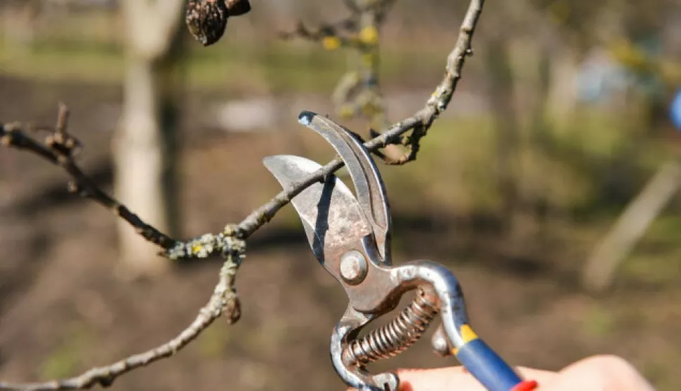 REZIDBA VOĆKIILUSTRACIJA2025.