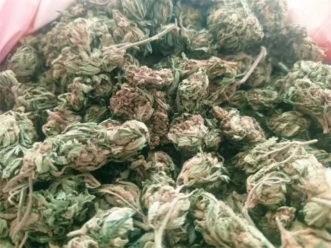 Zaplijenjena marihuana u Virovitici