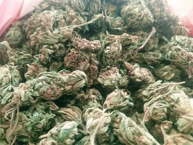 Zaplijenjena marihuana u Virovitici