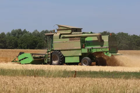 Kopacevo, 28. 06. 2021, Zetva psenice, na poljima, izmdju Kopaceva i Bilja. Zetva na +32*C. Ilustracja.snimio GOJKO MITIĆ