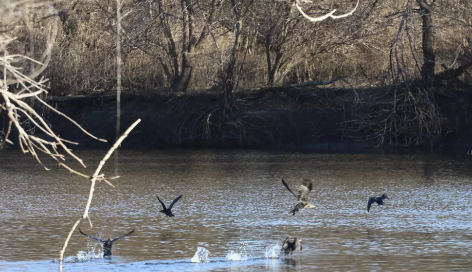 Kopačevo, 31. 01. 2025, Koopački rit, Međunarodni dan vlažnih stani&scaron;ta, obileženo u Kopačkom ritu.snimio GOJKO MIITĆ