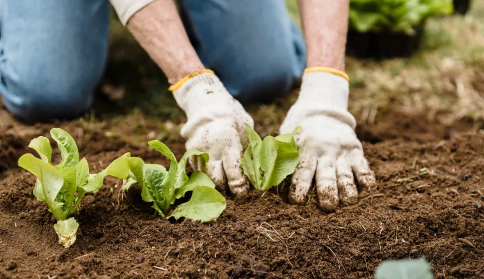 sadnja povrća, povrtnjak