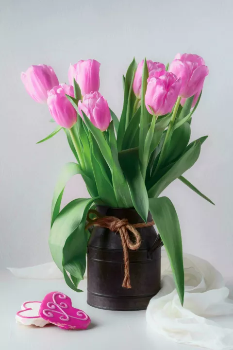 buket tulipana