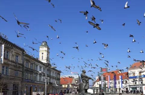 Osijek, 06. 02. 2025., Trg A. Starčevića, golubovi, golub, ptica, ptice, ptice u letu, slobodnjak, slobodnjaciSNIMIO BRUNO JOBST