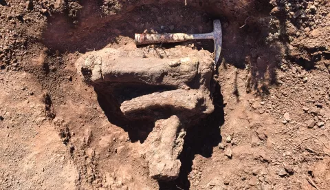 epa07057844 A handout photo made available by Wits University shows bones from Ledumahadi mafube, at the site is was found the the Free State province, Johannesburg, South Africa 29 September 2018. The beast revealed by Wits University this week lived 200 million years ago and weighed 20 tons and ate vegetation. EPA/WITS UNIVERSITY/HANDOUT HANDOUT EDITORIAL USE ONLY/NO SALES