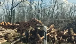 Sanacija o&scaron;tećene &scaron;ume kod Gradi&scaron;ta, travanj 2024.snimila Marija Le&scaron;ić Omerović