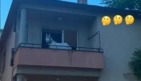 Konj na balkonu