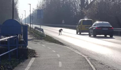 BILJCI U STRAHU I LJUTI NA POJEDINCE ČIJI PSI LUTAJU ULICAMA