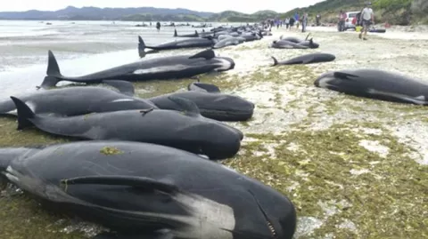 epa05782063 A handout photo made available by the New Zealand Department of Conservation (DOC) shows stranded pilot whales washed up on the beach at Farewell Spit, New Zealand, 10 February 2017. According to a report by the DOC, around 416 pilot whales have been washed up on the beach at Farewell Spit, around 300 of which have died, while volunteers and members of the conservation have been attempting to refloat the stranded whales. EPA/NEW ZEALAND DEPARTMENT OF CONSERVATION/DEB PRICE HANDOUT BEST QUALITY AVAILABLE HANDOUT EDITORIAL USE ONLY/NO SALES