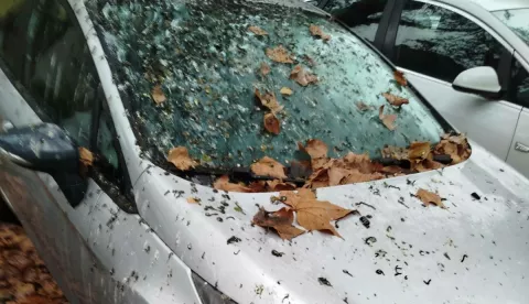 Sugrađanin s Drvljanika poslao nam je fotografije koje pokazuju do kuda problem s prekomjernim brojem ptica u gradu ide