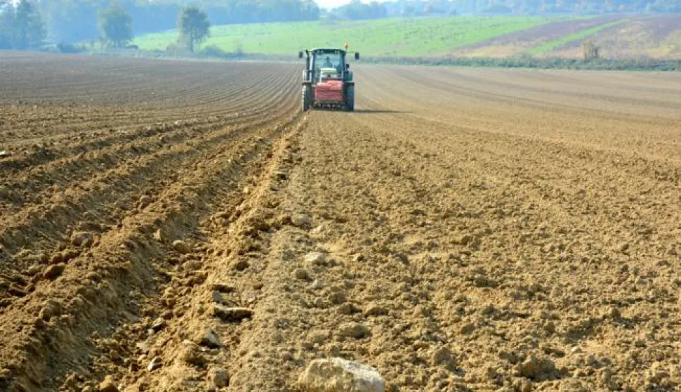 19.10.2017., Garesnica, Kaniska Iva - Toplo jesensko vrijeme tzv. Bablje ljeto poljoprivrednici koriste za rad na njivama. Na povrsinama OPG-a AGRO Puskaric na plantazama od oko 45 hektara, a cime se prometnuo u ponajveceg hrvatskog proizvodjaca pocela je strojna sadnja domaceg cesnjaka (bijeli luk), a koja se obavlja cetverorednom sadilicom. Photo: Damir Spehar/PIXSELL------4 st color ekonomija