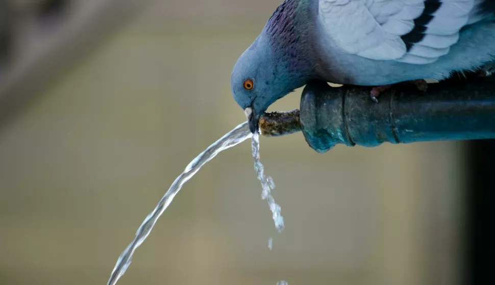 MAGAZIN PEXELSPHOTO BY Pixabay