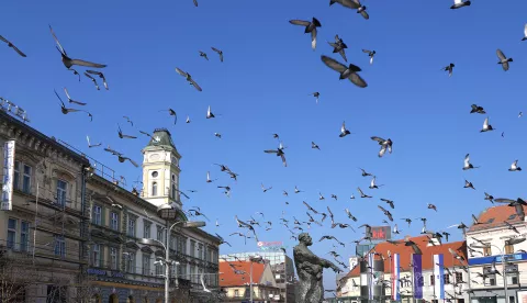 Osijek, 06. 02. 2025., Trg A. Starčevića, golubovi, golub, ptica, ptice, ptice u letu, slobodnjak, slobodnjaciSNIMIO BRUNO JOBST