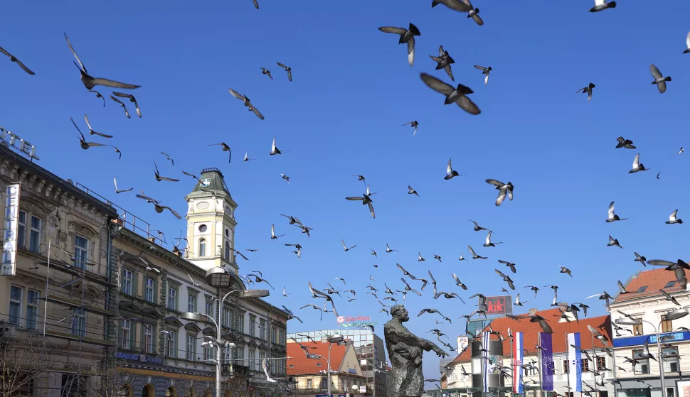 Osijek, 06. 02. 2025., Trg A. Starčevića, golubovi, golub, ptica, ptice, ptice u letu, slobodnjak, slobodnjaciSNIMIO BRUNO JOBST