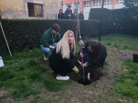 Saadnja drveta Likvidambar