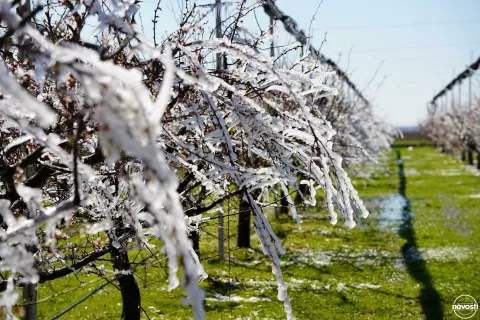 VINKOVCIU Poljoprivredno-šumarskoj Vinkovci – Regionalnom centru kompetentnosti za poljoprivredu, u svojem školskom, oglednom voćnjaku cvjet marelice od mraza zaštitili antifrost metodomožujak 2025.