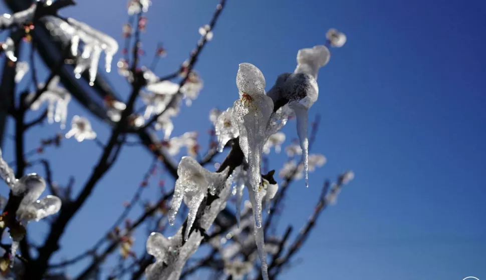 VINKOVCIU Poljoprivredno-šumarskoj Vinkovci – Regionalnom centru kompetentnosti za poljoprivredu, u svojem školskom, oglednom voćnjaku cvjet marelice od mraza zaštitili antifrost metodomožujak 2025.