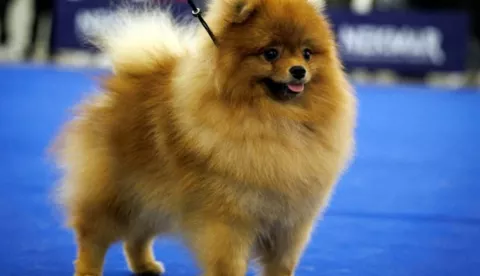 Pomeranac Liutas, vlasništvo Belomanastirke Doroteje Tasliidžić