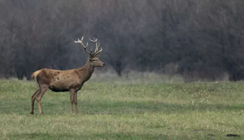 Kopački Rit: 01.04.2013Jelen u kopačko rituSnimio: Josip Šeri