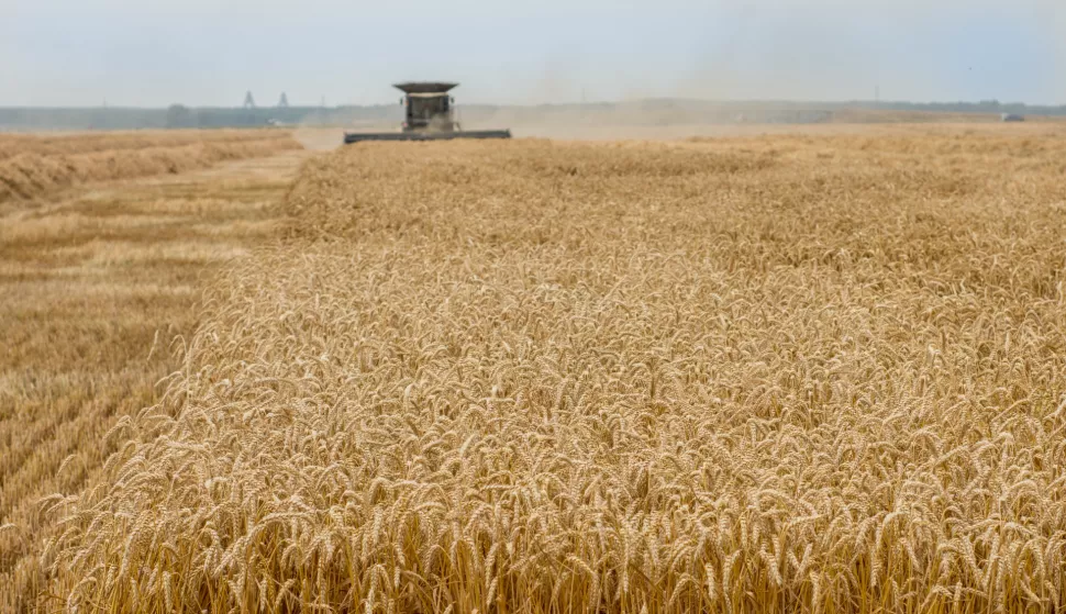 UGLJEŠ- 14.07.2021., Baranja, polje, pšenica, žetva, jedinstveni kombajn.Foto: Andrea Ilakovac