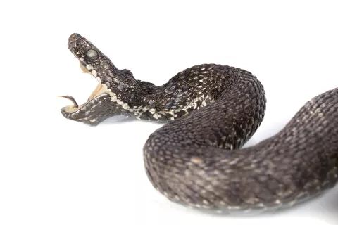 Osijek, 11. 01. 2024.,zmija; slobodnjak; slobodnjaci; ilustracijaSNIMIO BRUNO JOBST