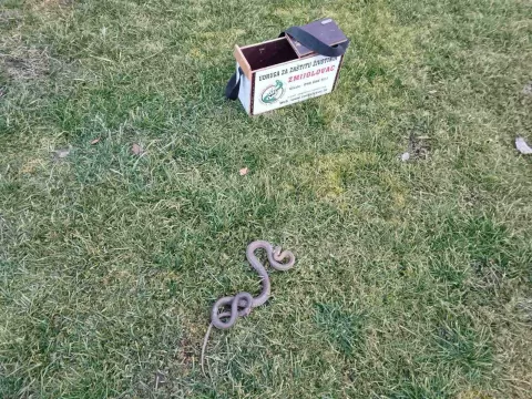 Vlado Lađarević i Darko Karamazan Udruga Zmijolovac jedina se u Hrvatskoj bavi izmještanjem zmija na području cijele zemlje.
