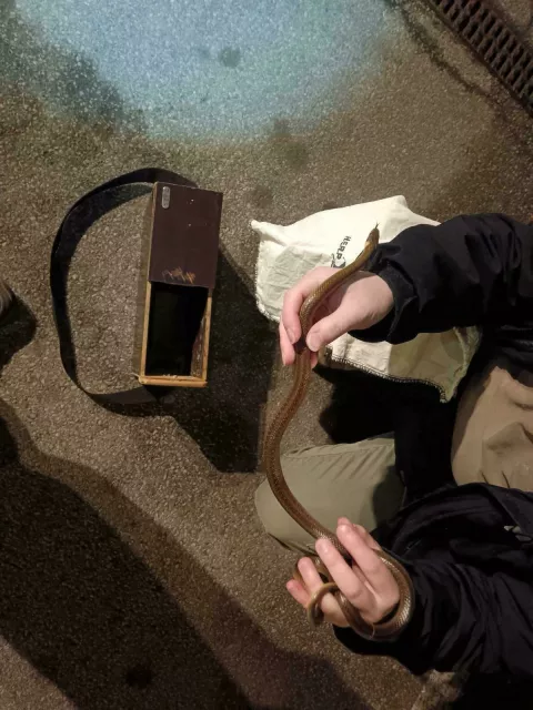 Vlado Lađarević i Darko Karamazan Udruga Zmijolovac jedina se u Hrvatskoj bavi izmještanjem zmija na području cijele zemlje.