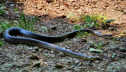 zmija, zmija jankovac slavonija mario mihaljević