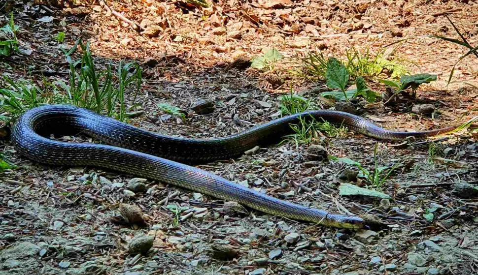 zmija, zmija jankovac slavonija mario mihaljević