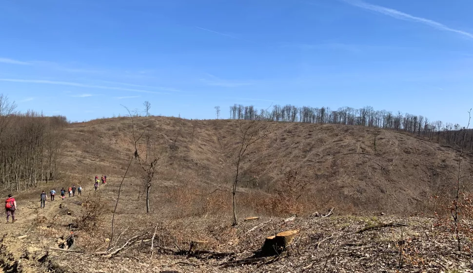 Krndija, 26. 01. 2025., sječa šume, sječa šuma, ekologija, ilustracija, slobodnjak, slobodnjaci SNIMIO BRUNO JOBST