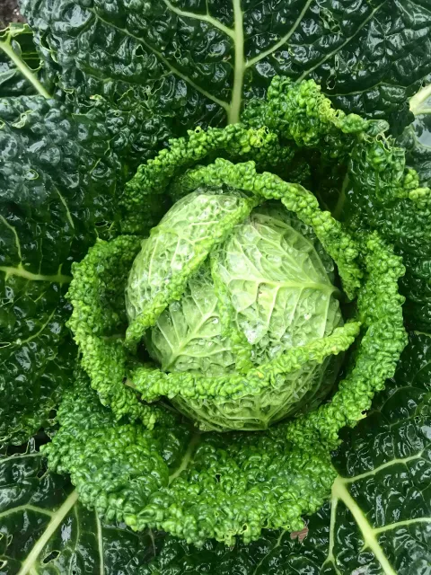 kelj, savoy cabbage